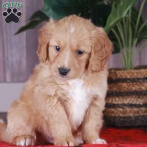 CHEETO, Miniature Golden Retriever Puppy